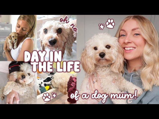 DAY IN THE LIFE of a cavapoo & her dog mum 