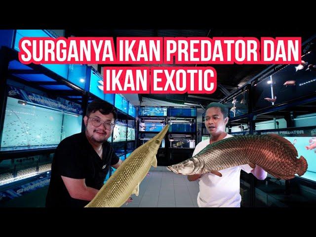 KENA MENTAL‼️UPDATE HARGA DI SHOWROOM IKAN PREDATOR TERLENGKAP - SURGANYA PEMGHOBI IKAN PREDATOR NIH