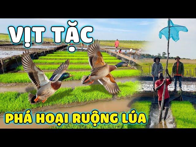 Thế Nhân || Hiện Trường Của Đàn Vịt Tặc Phá Hoại Ruộng Mạ Giống Ở Nông Trại Lúa Nước Việt Bản Caiti