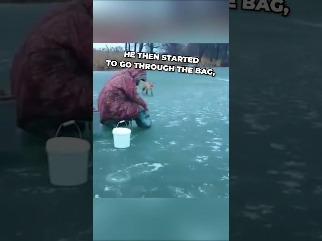 Fishermen gave food to a wild fox ️ #shorts #shortsvideo #shortsfeed