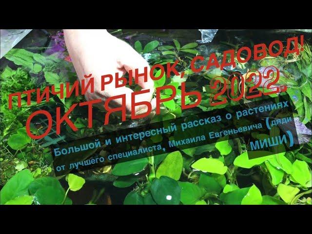 ПТИЧИЙ РЫНОК, САДОВОД. ОБЗОР ОКТЯБРЬ 2022. ЛУЧШИЙ СПЕЦИАЛИСТ ПО РАСТЕНИЯМ НА ПТИЧЬЕМ РЫНКЕ.