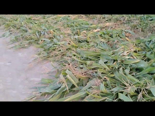 My first villoge Aj ma mazdooroo k sath viset ma || Saim Nadeem || village villoge videos