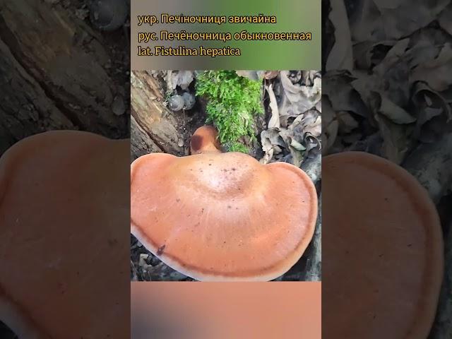 Шикарная печёночница (Fistulina hepatica) #грибалка #mushroom #грибочки #грибоманія #грибы #ліс