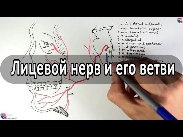 Лицевой нерв (7 пара ЧМН) и его ветви - meduniver.com