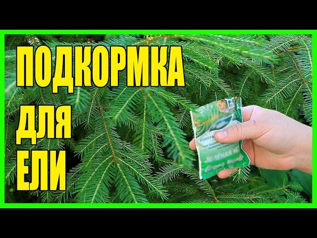 ПОДКОРМКА ЕЛИ ЛЕТОМ. ЧТО ДЕЛАТЬ ЕСЛИ ПОБУРЕЛА ХВОЯ У ЕЛИ?