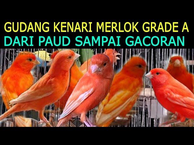 KIOS GUDANGNYA KENARI MERLOK DARI PAUD SAMPAI GACORAN DI PASAR BURUNG PRAMUKA HARI INI