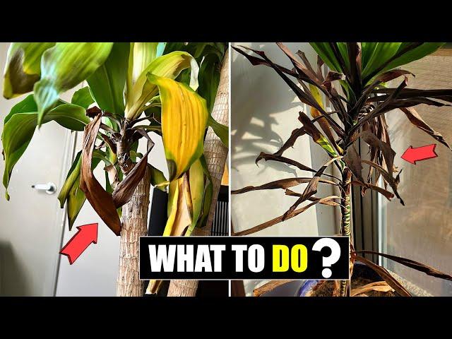 Dracaena leaves turning brown and falling off