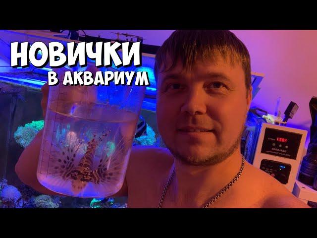 Новые рыбки для моего аквариума | Морской аквариум