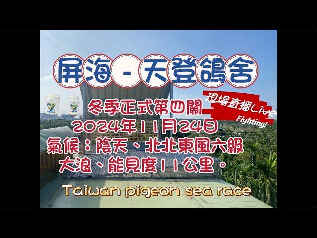 「恆盟賽鴿網」正在直播！2024年南海冬季第四關現場直播等鴿#賽鴿 #pigenos #恆盟賽鴿網 #線上等鴿#冬季比賽#第四關#Taiwan#taiwanpigeonsearace#熱門#直播