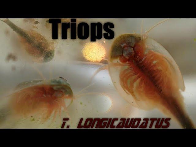 Triops: Birth, Life and Death - Hatching T. longicaudatus