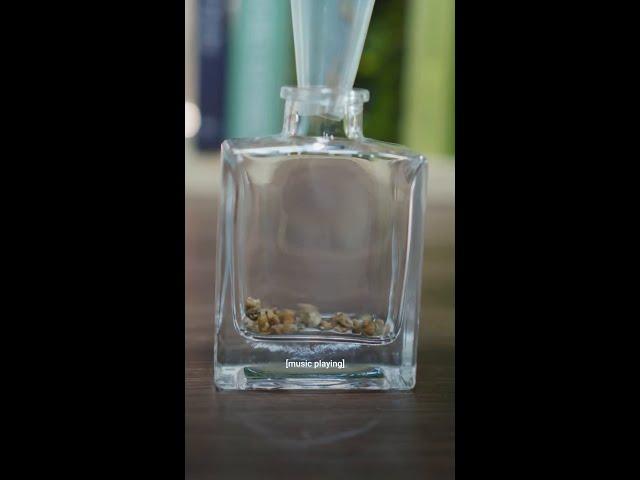 if you’re a tiny ant in Japan and need a new home hit up @MOSSGREEN #DIY #terrarium #moss