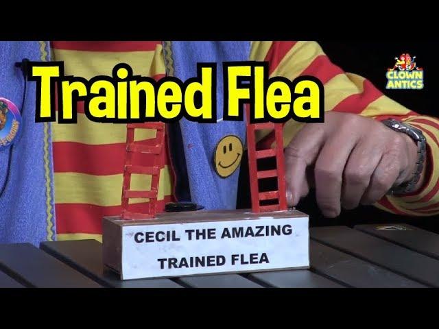 Trained Flea Clown Skit with Poppi