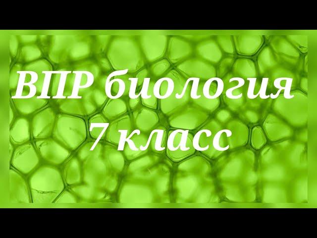 ВПР - 2022. Биология 7 класс. Вариант с ответами №1