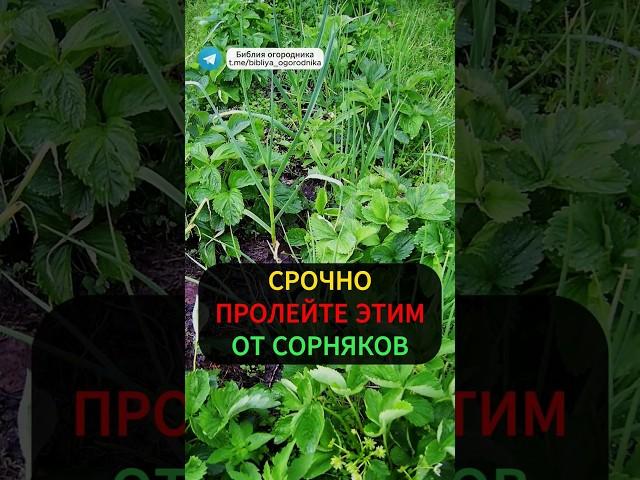 Как я избавился от сорняков за один день? Народный способ! #огород #дача #сорняки #вредители #сад