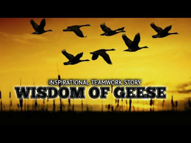 Wisdom of Geese - 7 Lessons we can Learn From The Geese | INSPIRATIONAL VIDEO