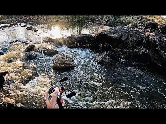 Murray Cod Fishing in a Unique Beautiful River