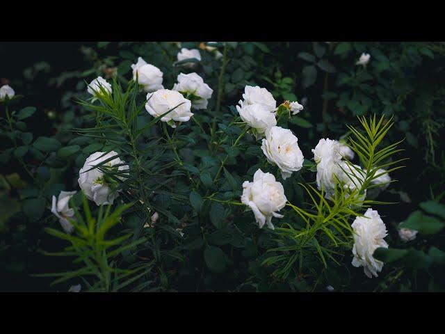 4K - Rose Camille Claudel/Top Cream at its best! - my garden update 4 September 2024