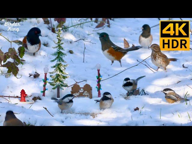 Christmas Cat TV  Beautiful birds, squirrels, a white Christmas  8 Hours(4K HDR)