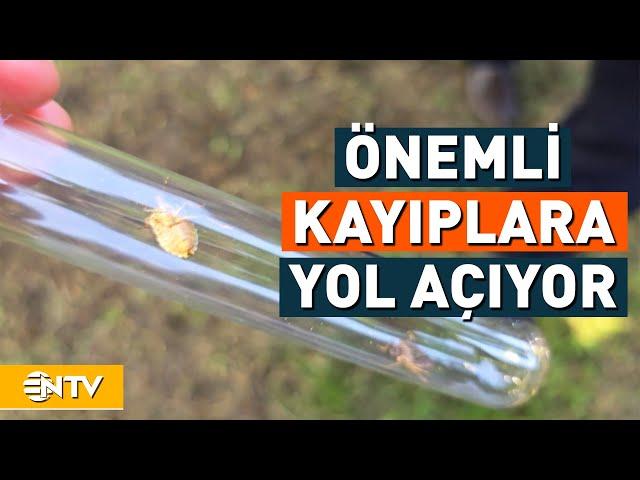 Bu Böceğe Dikkat! Fındık Üretimine Büyük Tehdit | NTV