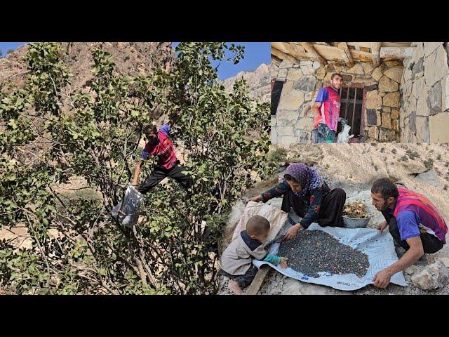 Iran's nomadic life: from picking wild post to building a house in a cave with stone beautification