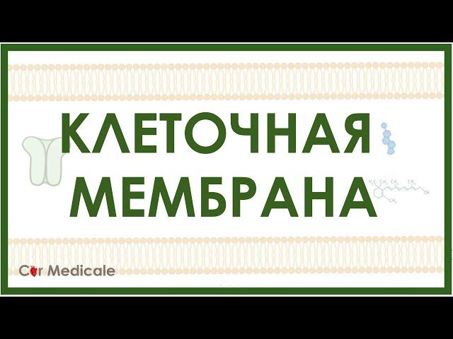 Клеточная мембрана: холестерин, белки-транспортеры, гликопротеины, гликолипиды