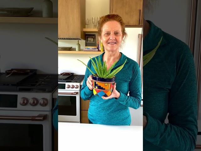 2 Key Aloe Vera Care Tips #shorts #aloevera #plantaddict