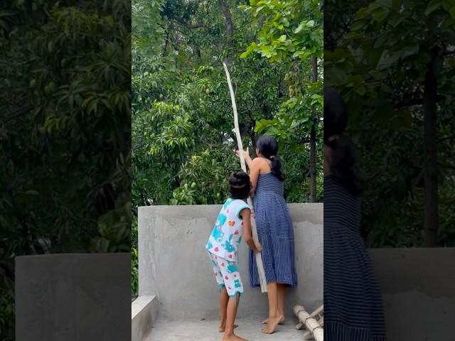 Reach, pluck, drop. Repeat | Deepa Tudu #mangoseason #weather #tasteofindia #minivlog #mango #shorts