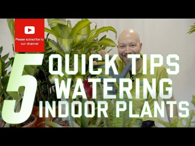 5 Quick tips on watering your indoor plants