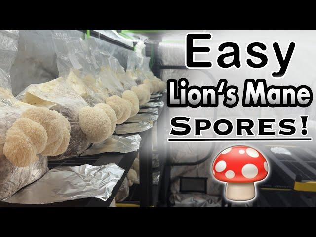 How to Collect Spores from Lion's Mane Mushrooms