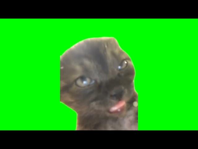 sleepy cat meme (green screen, with sound)