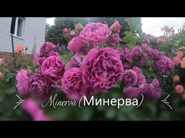 Розы группы флорибунда. Minerva (Минерва)