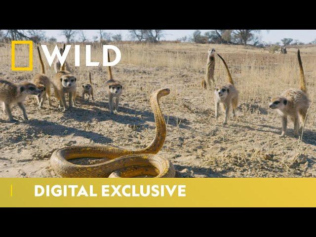 Cobra Vs. Meerkat | Wild Africa | National Geographic Wild UK