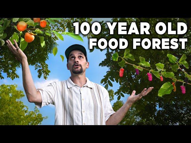 We Found America's Lost Food Forest