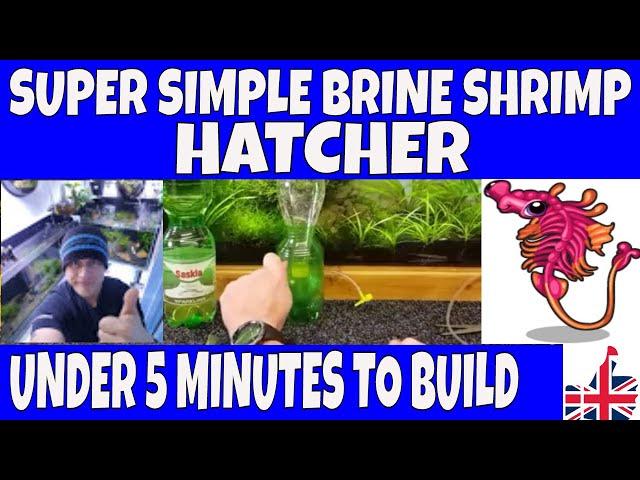 DIY BRINE SHRIMP HATCHERY