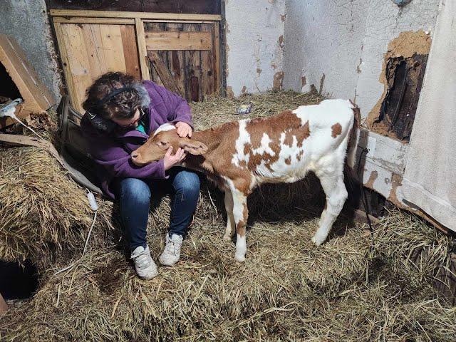 The Holiday Season. Melissa returns. Shelves finished. Sick calf. Cutting wood. Christmas.