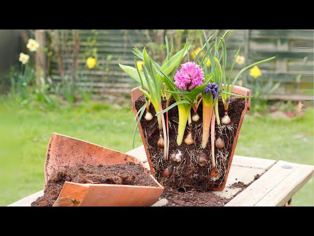 Lasagna Bulb Planting: The Secret to Spring Container Gardens
