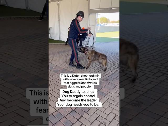 Angry Dogs Just Need A Leader.