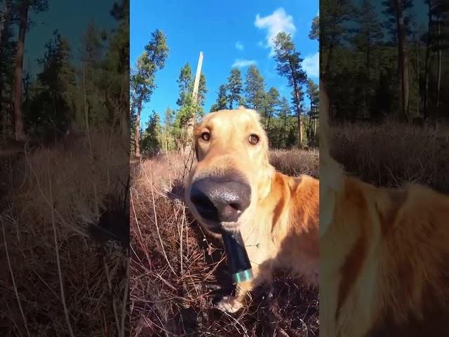 Give this dog a selfie stick and he becomes an internet sensation 