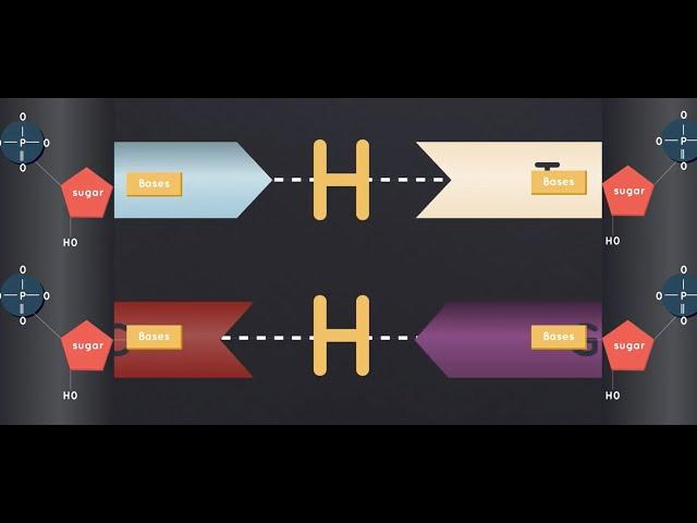 Illuminating DNA, Genetics, and Biology: An Educational Explanation Tailored for Scientists