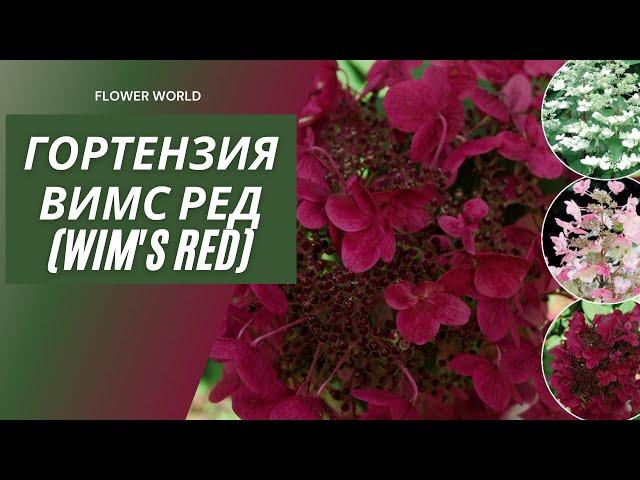 Гортензия Вимс Ред (Wim's Red). Обзор