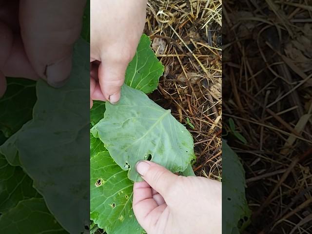 Слизни в природном земледелии. #мульчирование #огород #слизни #капуста
