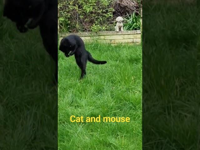 Furball plays cat and mouse. #cats #catvideos #catlover