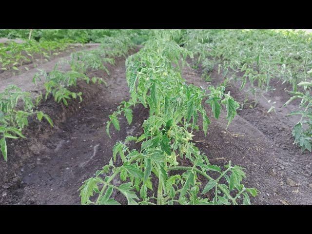 How to treat tomatoes from phytophthora. Treatment of tomatoes with Phytosporin for diseases