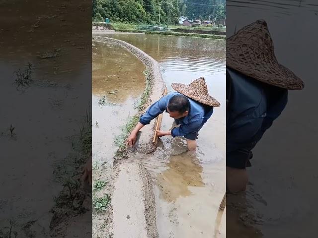 Fixing The Rice Fields Getting Ready For Planting #satisfying #shot