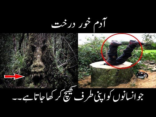 Man Eating Trees - Adam Khor Darakht - Mysteries Of Trees - Urdu Documentaries 2018