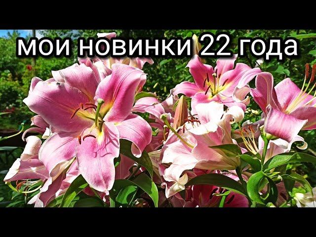 Лилии-гиганты, ОТ- гибриды, мои новинки 22 года: Диаманте, Зеба, Экзотик сан, White ice.