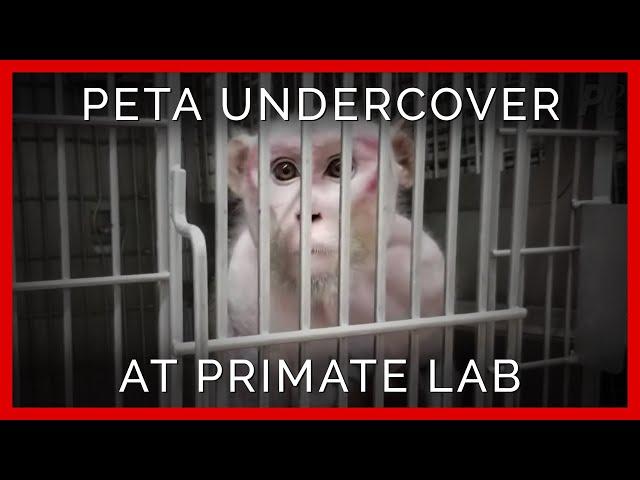 Workers Electroshock Monkey Penises in Depraved Lab | PETA Investigates