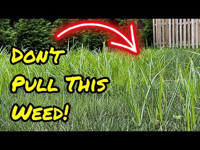Do NOT Pull This Weed!  Kill Nutsedge Using This Instead
