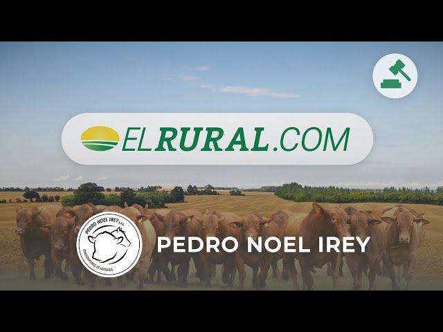 Pedro Noel Irey - Invernada y cría