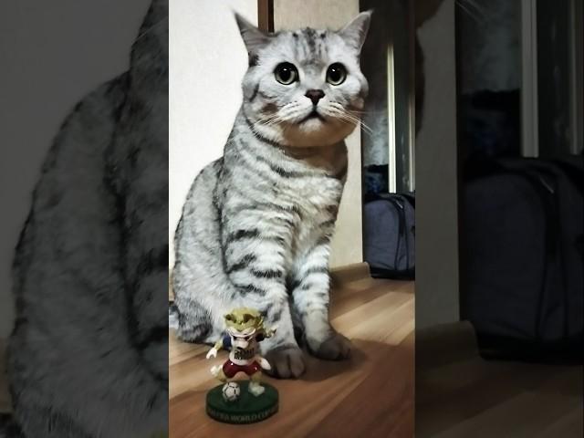 Начни всё сначала #мудрыемысли #мысли #психология #цитаты #мудрость #cat #видосыоткота #кот